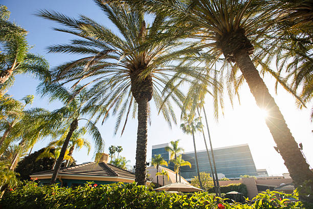 Palm trees and beautiful tropical foliage frames the downtown skyline of Anaheim, California, USA.